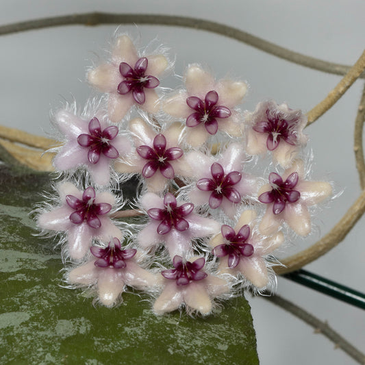 Hoya caudata (NS07-065)