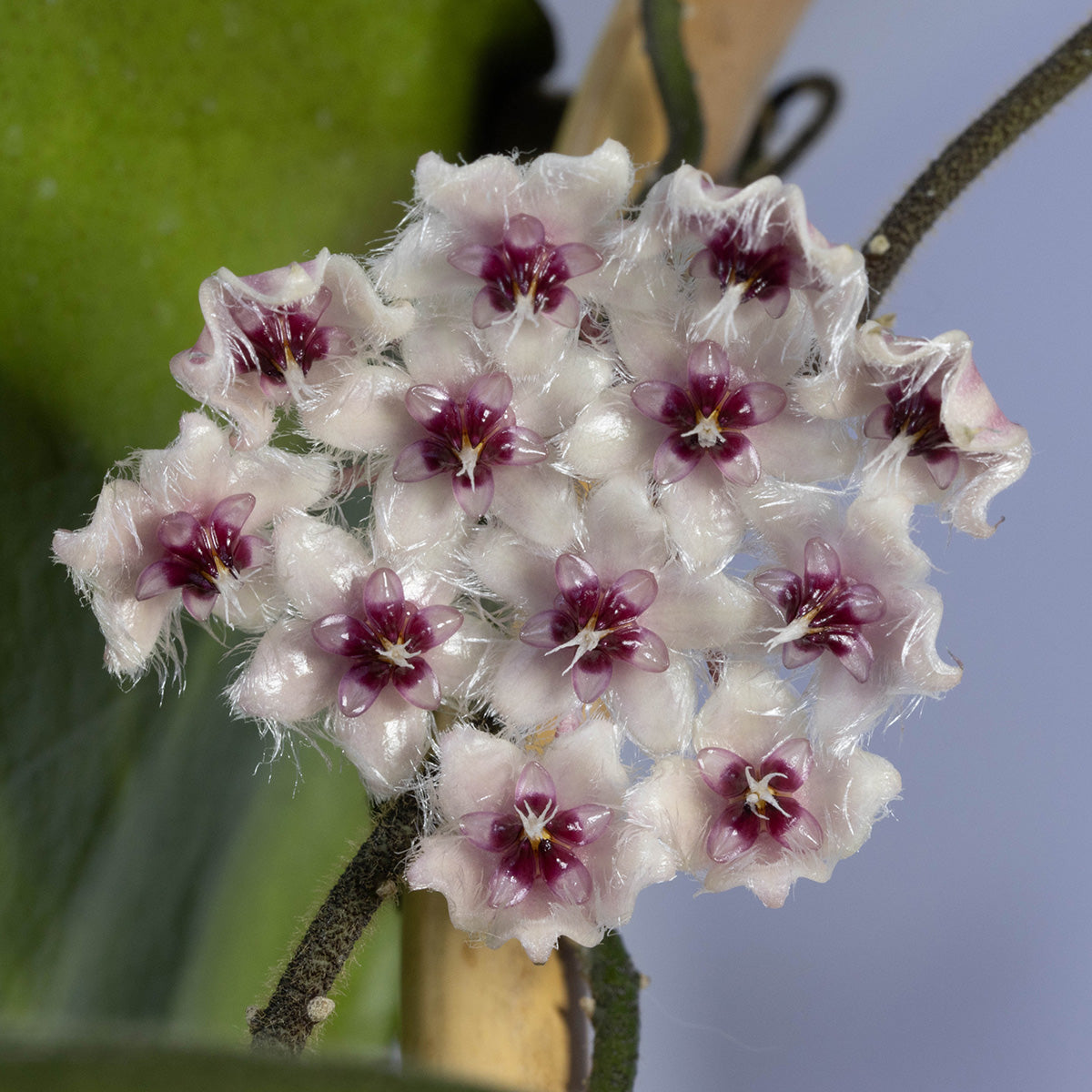 Hoya caudata (NS10-116)