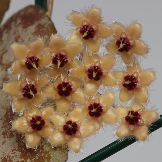 Hoya caudata (yellow flower)