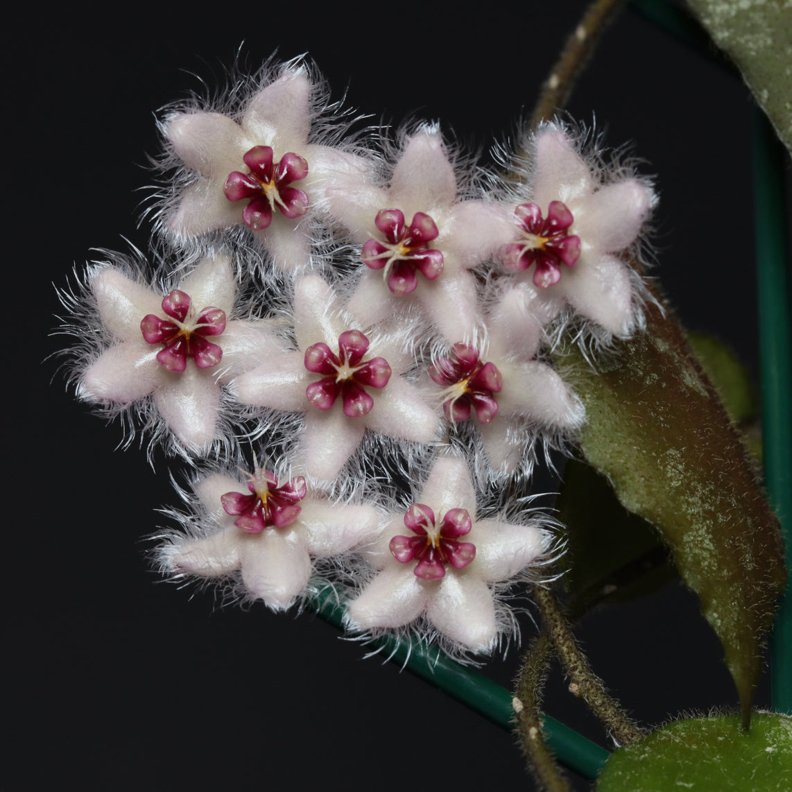 Hoya caudata (TN99-006, Sumatra)