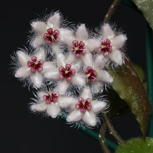 Hoya caudata (TN99-006, Sumatra)