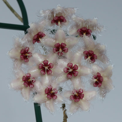 Hoya caudata (Ketambe, Sumatra, TN99-008)