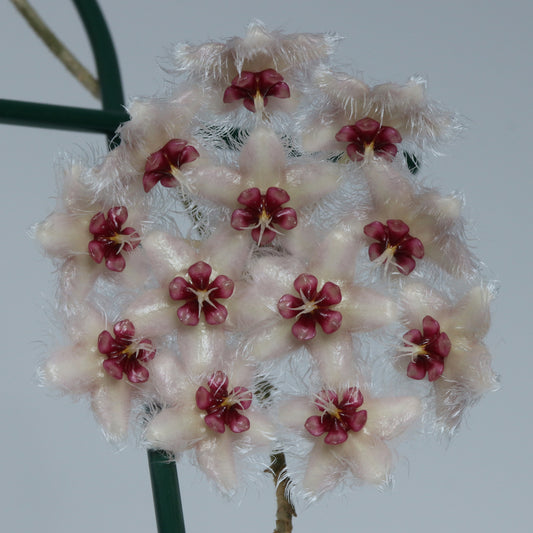 Hoya caudata (Ketambe, Sumatra, TN99-008)