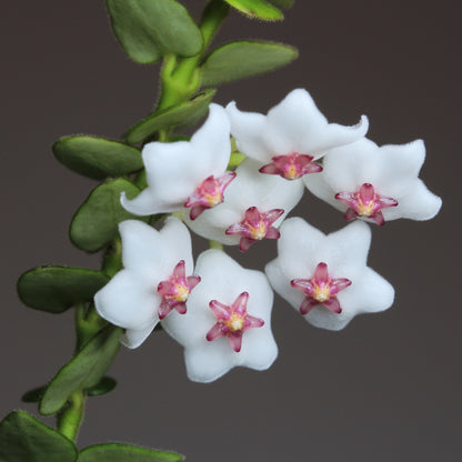 Hoya chinghungensis