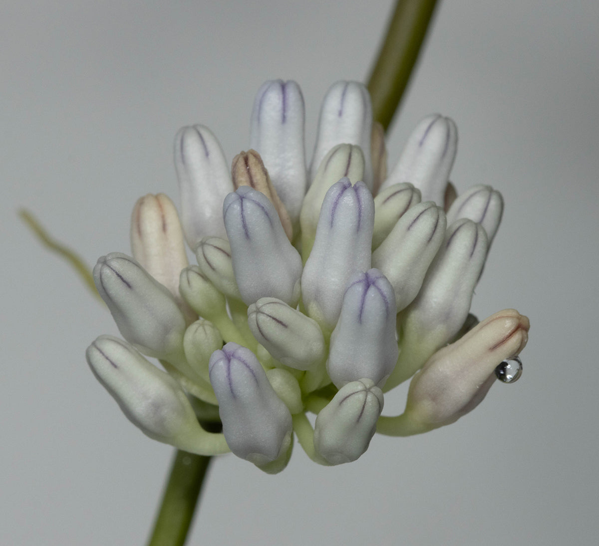 Dischidia cleistantha