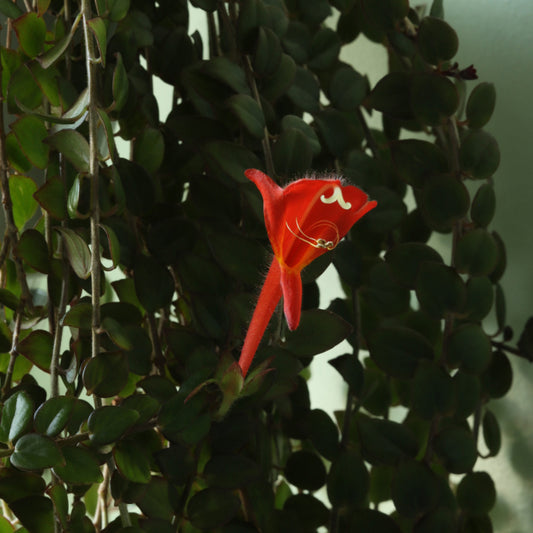 Columnea 'Stavanger'