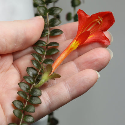 Columnea microphylla