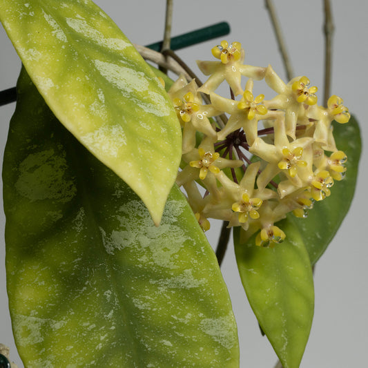 Hoya corneri (SR-2012-017)