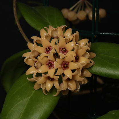 Hoya cutis-porcelata (RJ-1)