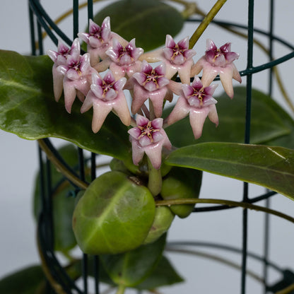 Hoya darwinii (Pink)