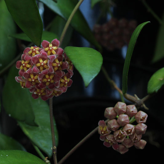 Hoya davidcummingii