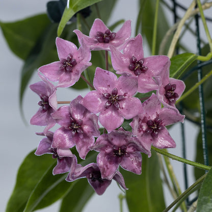 Hoya dennisii