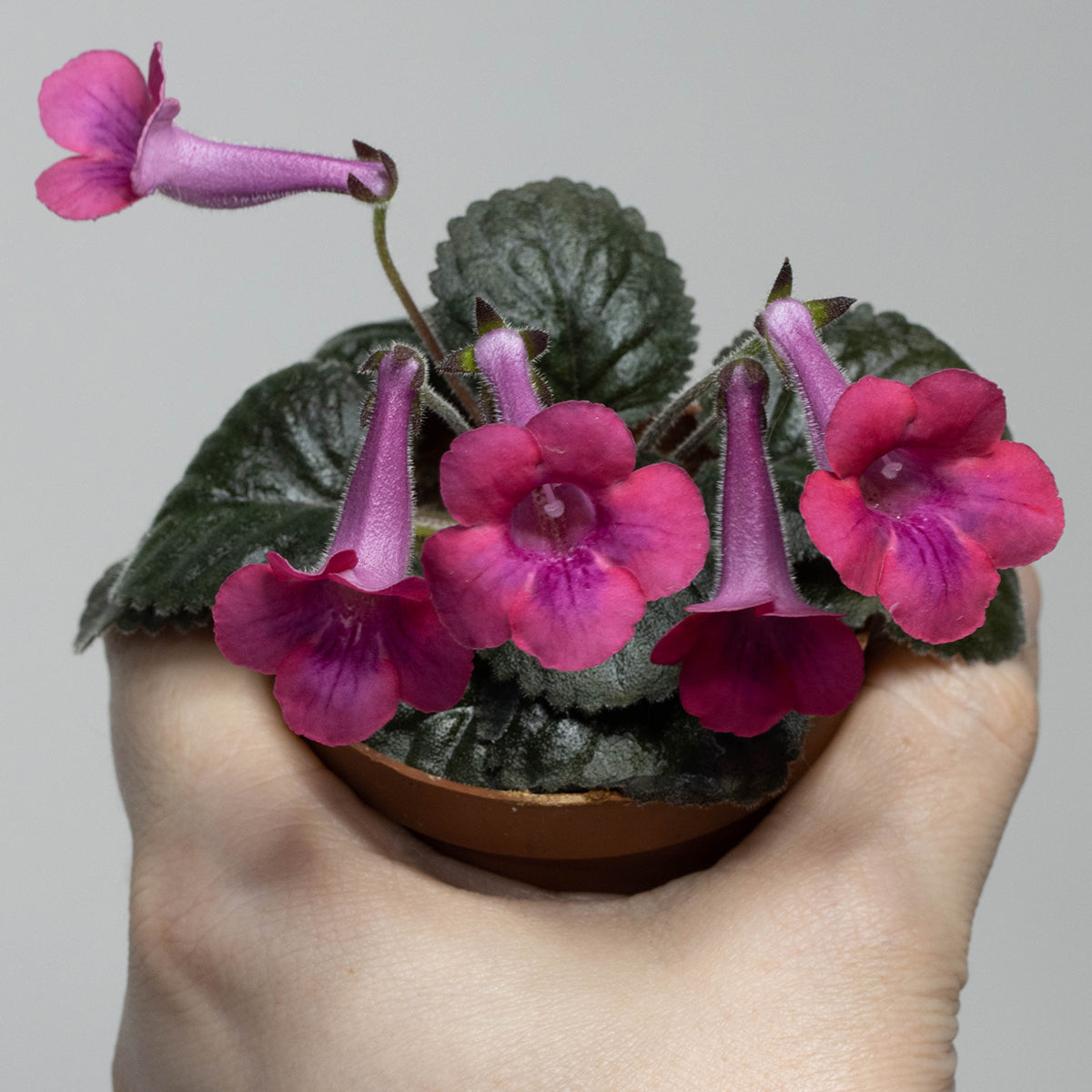 Sinningia 'SRG's Diablo Rouge'