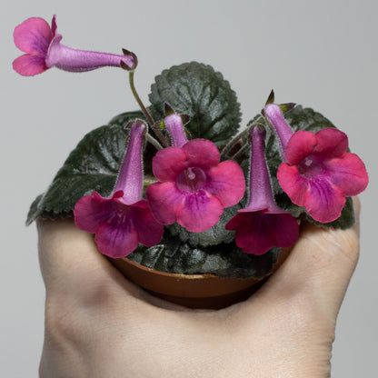 Sinningia 'SRG's Diablo Rouge'