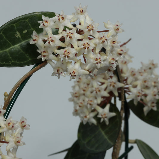 Hoya elliptica (Ampang, Malaysia, AP1008)