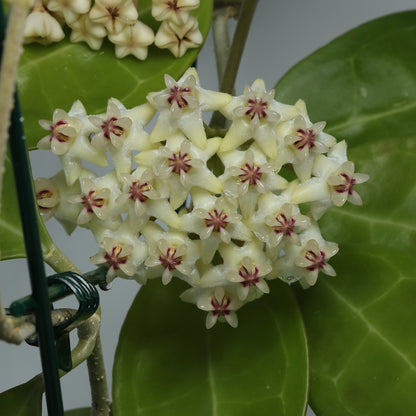 Hoya elliptica (T426, Mindanao, Philippines)