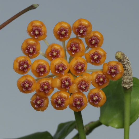 Hoya endauensis