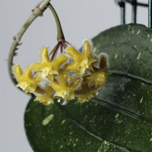 Hoya erythrina