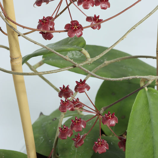 Hoya fauziana ssp. angulata