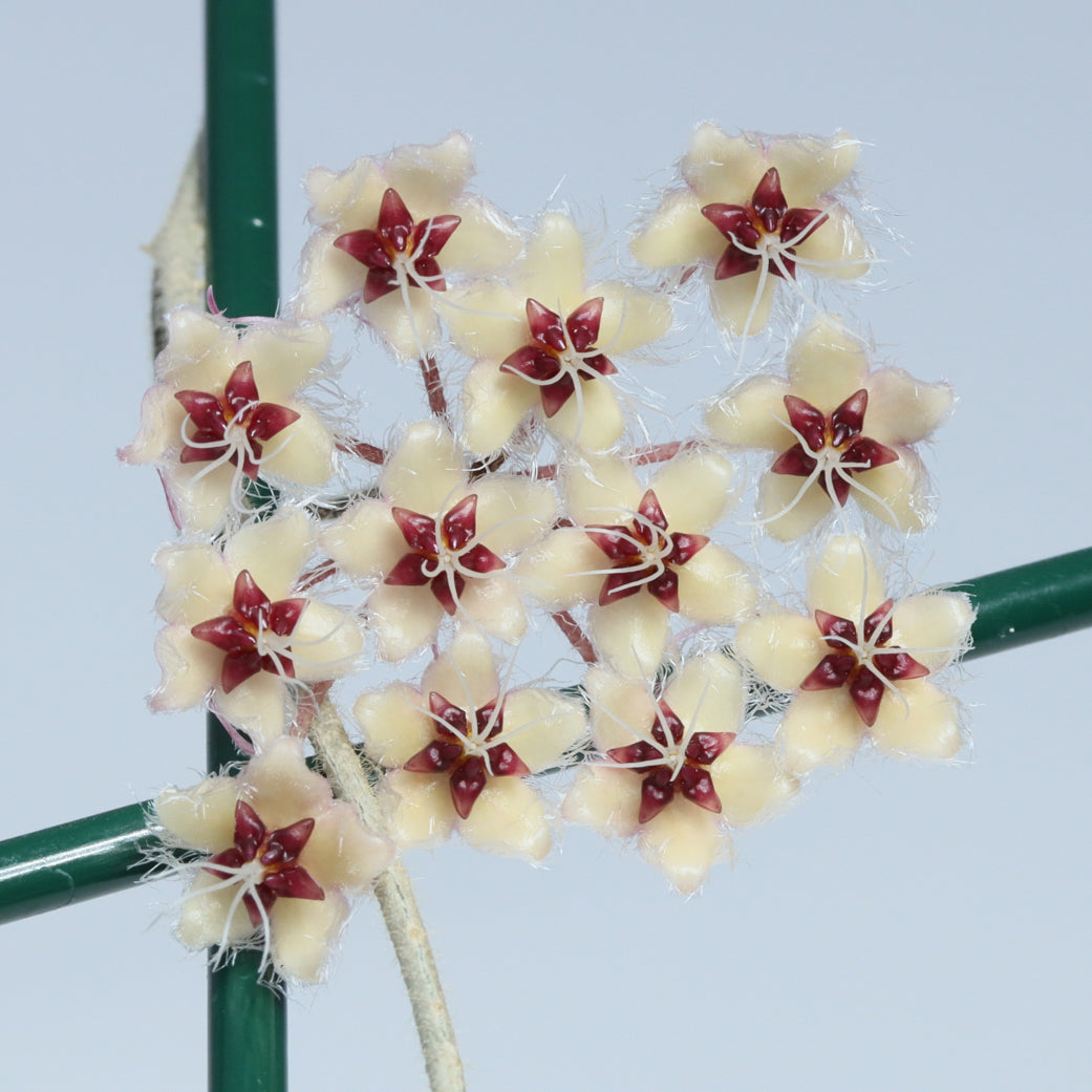 Hoya flagellata (gold)