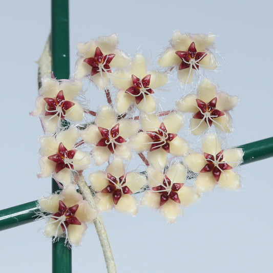 Hoya flagellata (gold)