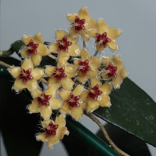 Hoya flagellata (yellow)