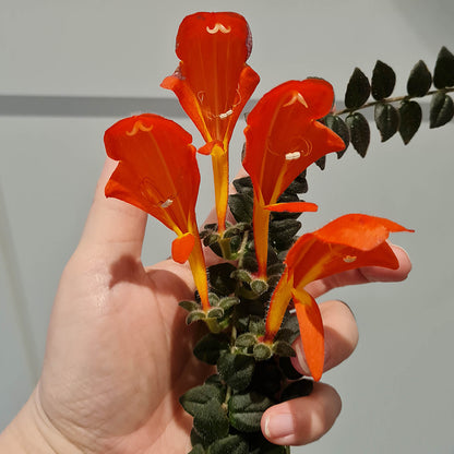 Columnea gloriosa