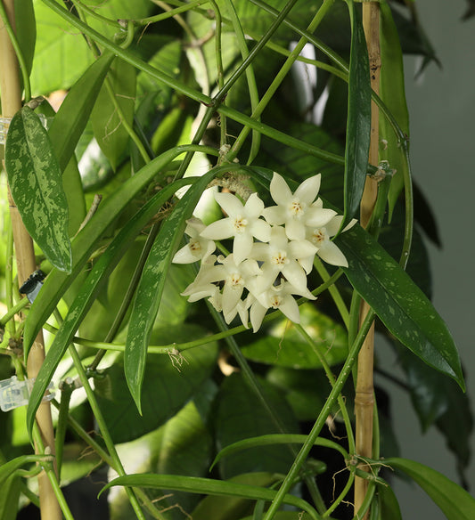 Hoya griffithii (Kina, spotted leaves)