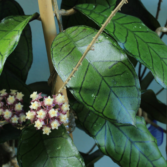 Hoya sp. Gunung Gading, Borneo