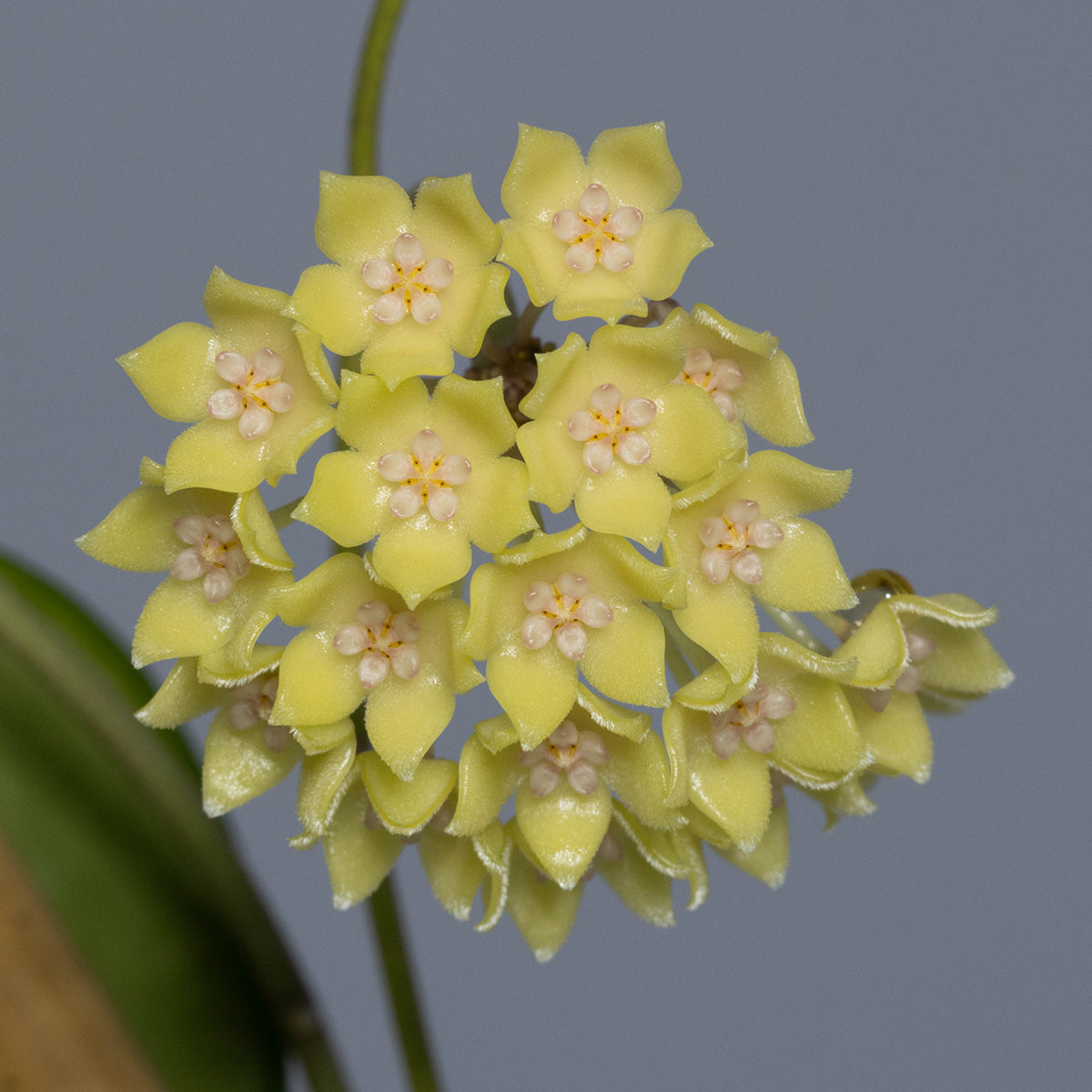 Hoya hanhiae (pale yellow)