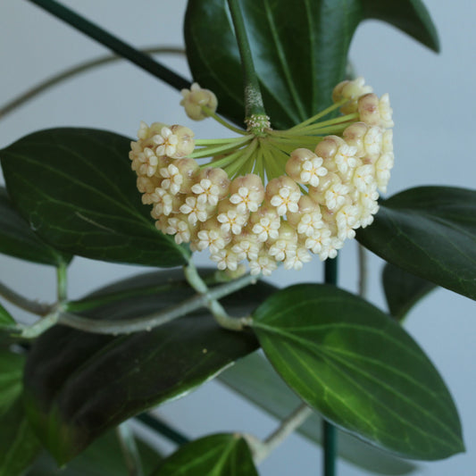 Hoya nicholsoniae (syn. hellwigiana)