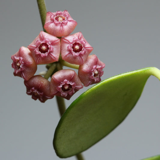 Hoya heuschkeliana ssp. heuschkeliana (rosa, NS00-011, IML 1890)