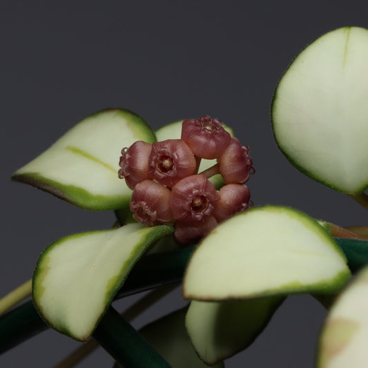 Hoya heuschkeliana ssp. heuschkeliana (variegerad)