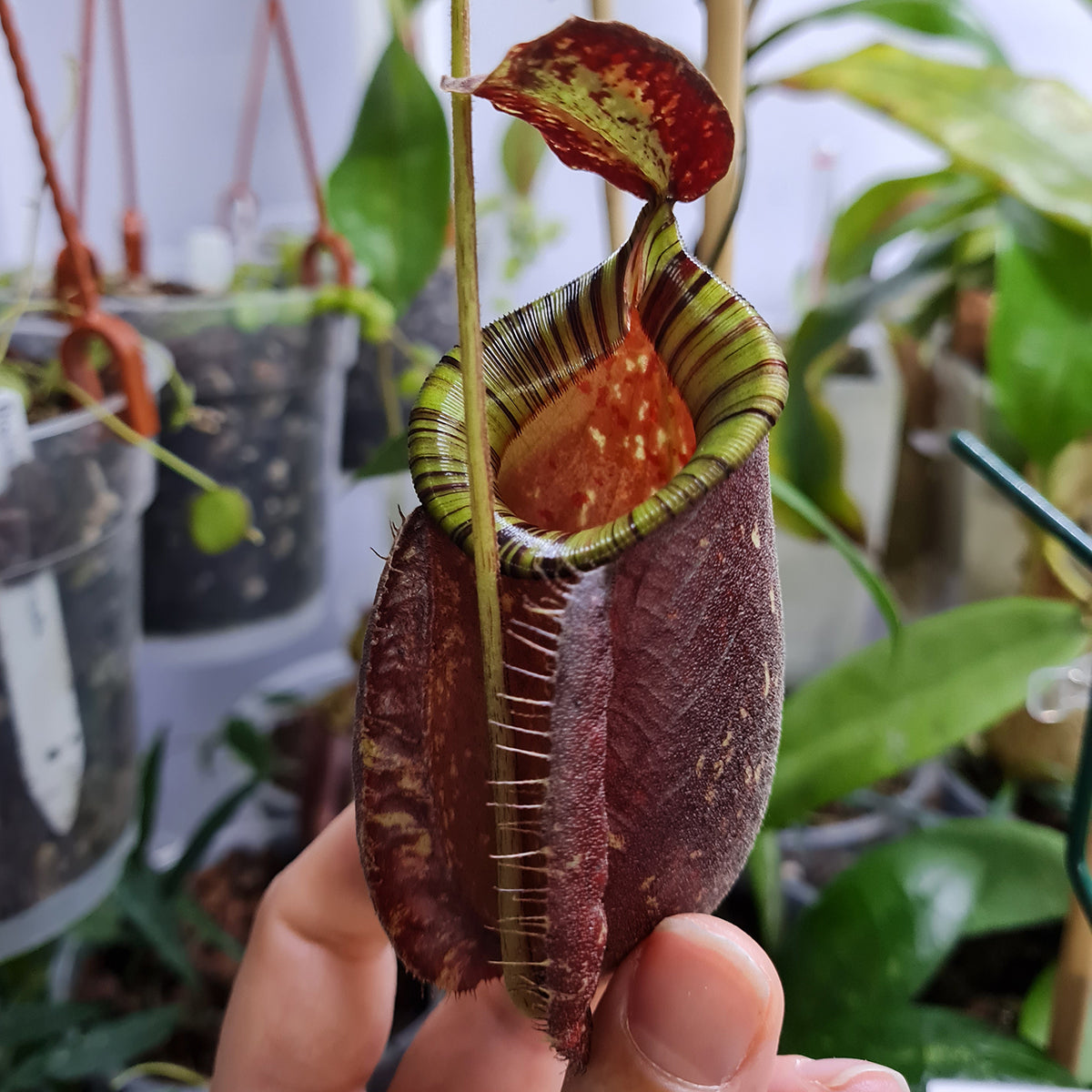 Nepenthes x hookeriana