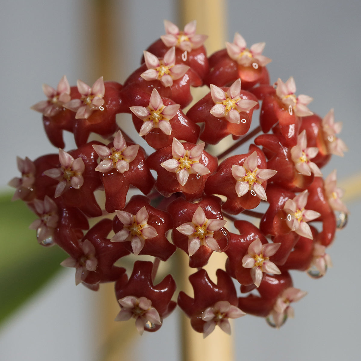 Hoya ilagiorum