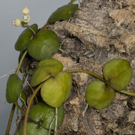 Dischidia imbricata (Java)