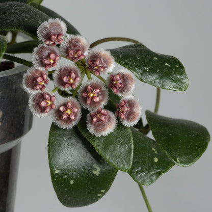 Hoya isabelchanae (7-35, GPS 10161)