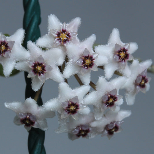 Hoya kanyakumariana