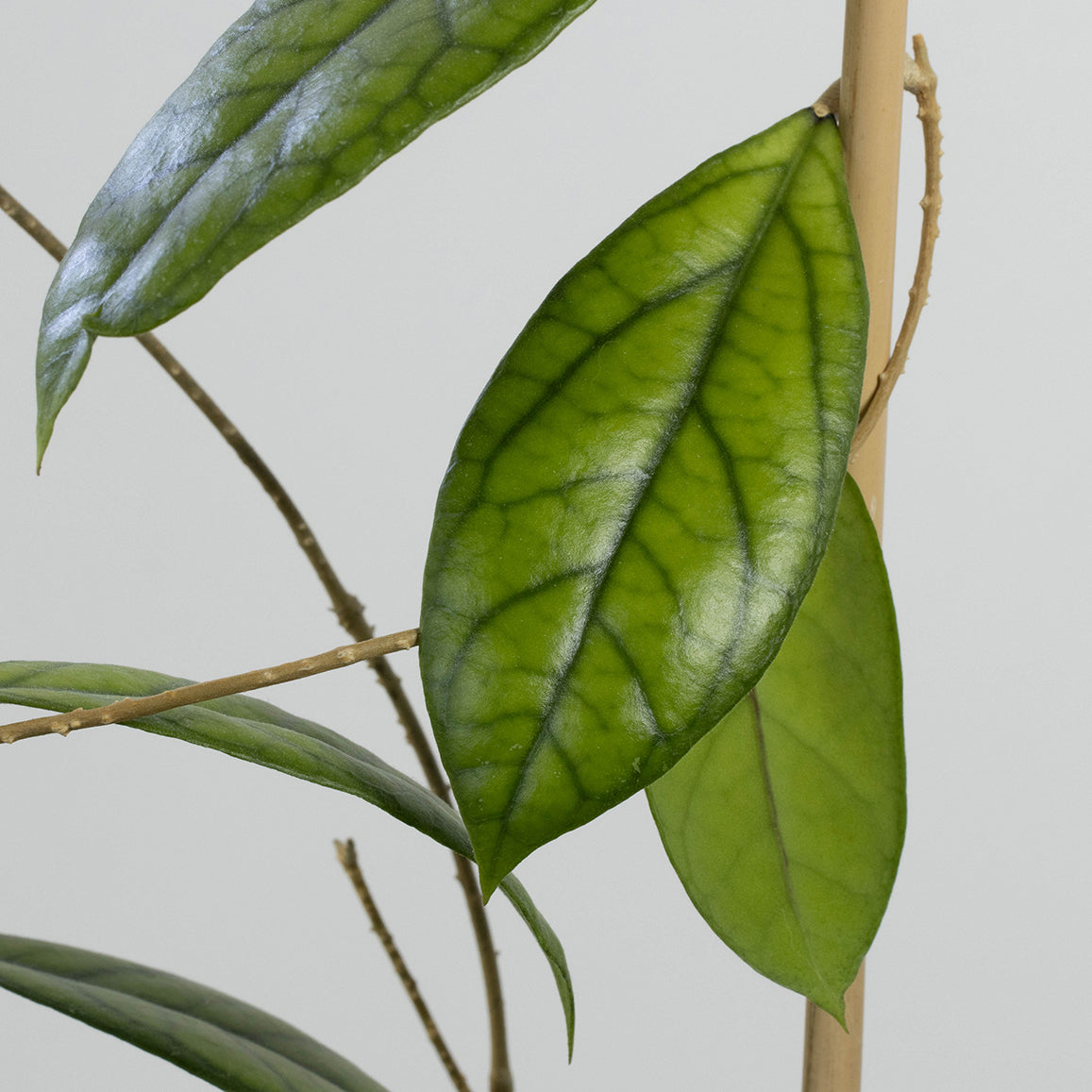 Hoya sp. Kapit, Borneo (IML-1029, AD19)