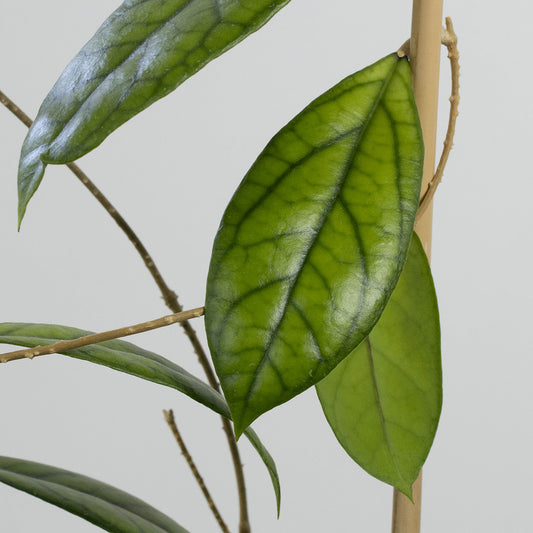 Hoya sp. Kapit, Borneo (IML-1029, AD19)