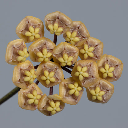 Hoya kloppenburgii (Tenom, long leaves)