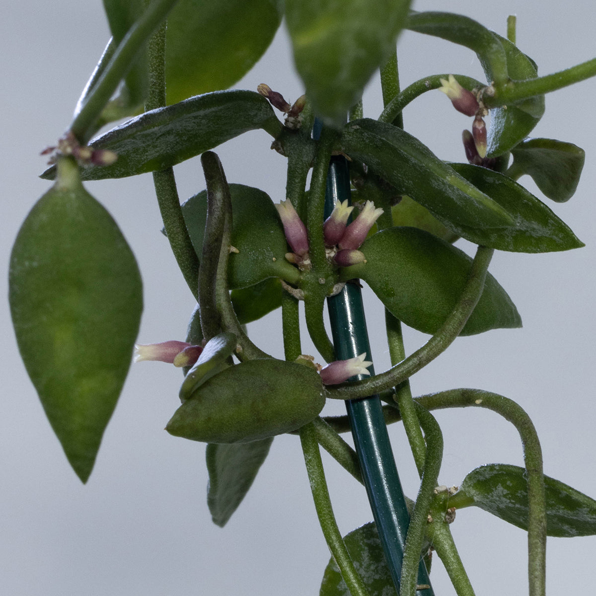 Dischidia kutchinensis (Borneo)