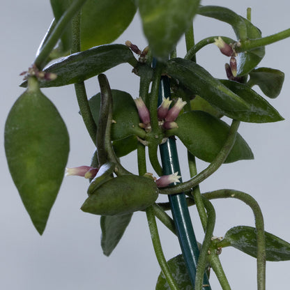 Dischidia kutchinensis (Borneo)