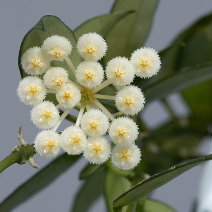 Hoya lacunosa (IML-0377)