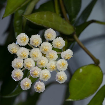 Hoya lacunosa (Java, IML-1179)