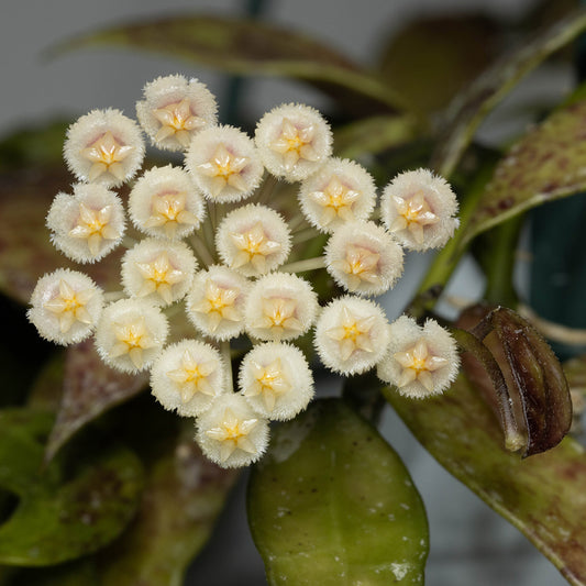 Hoya lacunosa (Berang Terengganu, IML-1405)