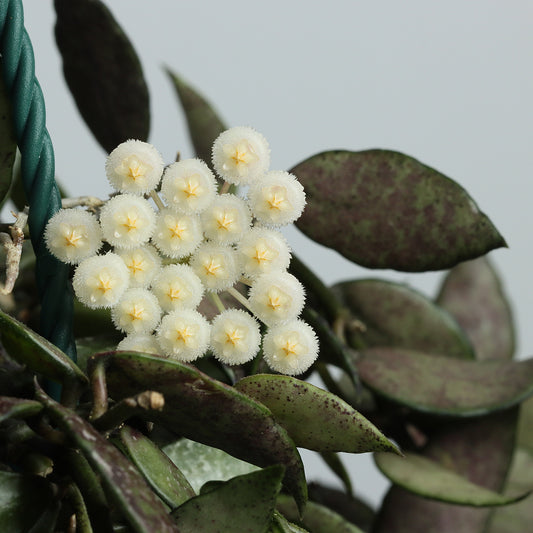 Hoya lacunosa (Durian Perangin, Langkawi)