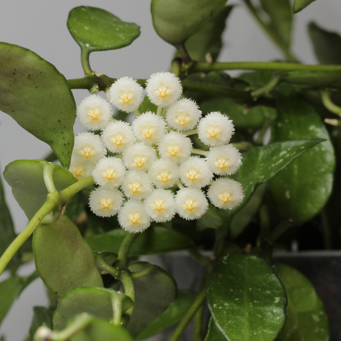 Hoya lacunosa (SR2010-055)