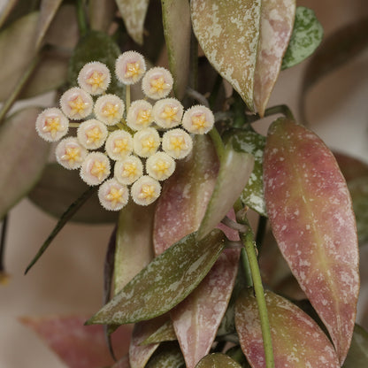 Hoya lacunosa (Laos, EPC-920)