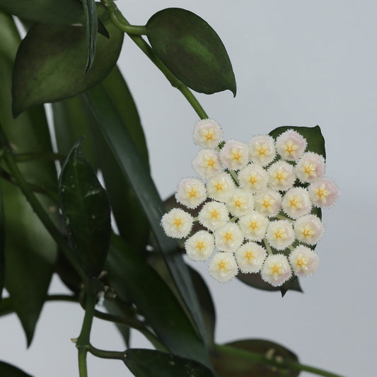 Hoya lacunosa 'Tove'